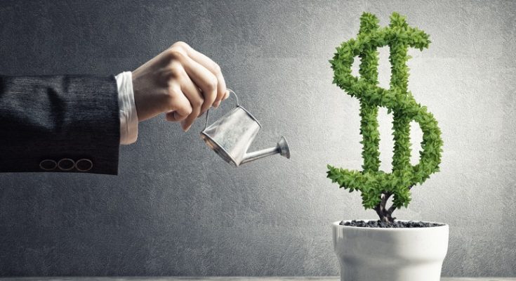 tree of dollar